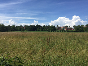 pradera verde con un cielo azul